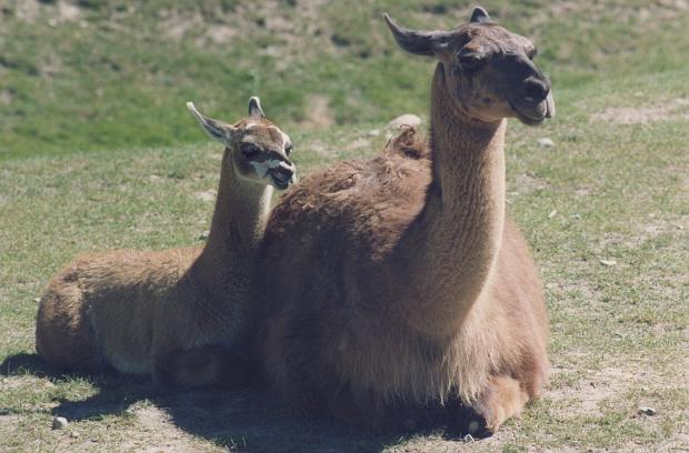 photo of Llamas