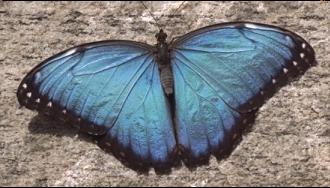 Photo of butterfly